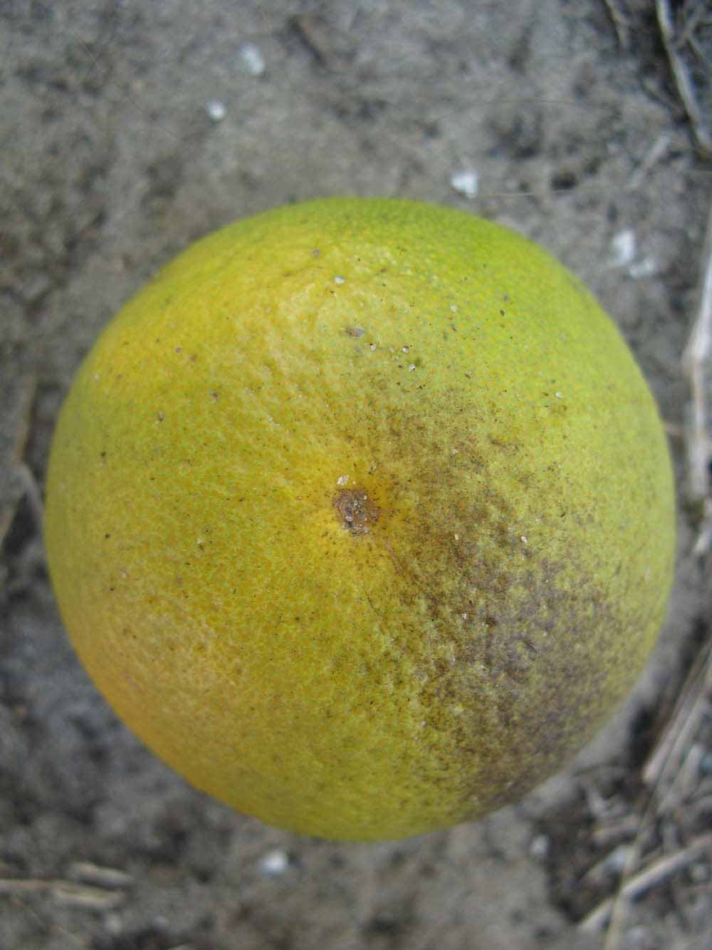              Immature fruit (Winter Haven, FL)       